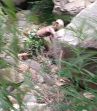 Illustration for article titled Chinese Monster Hoax Wasn't Really Gollum, But a Video Game Ad